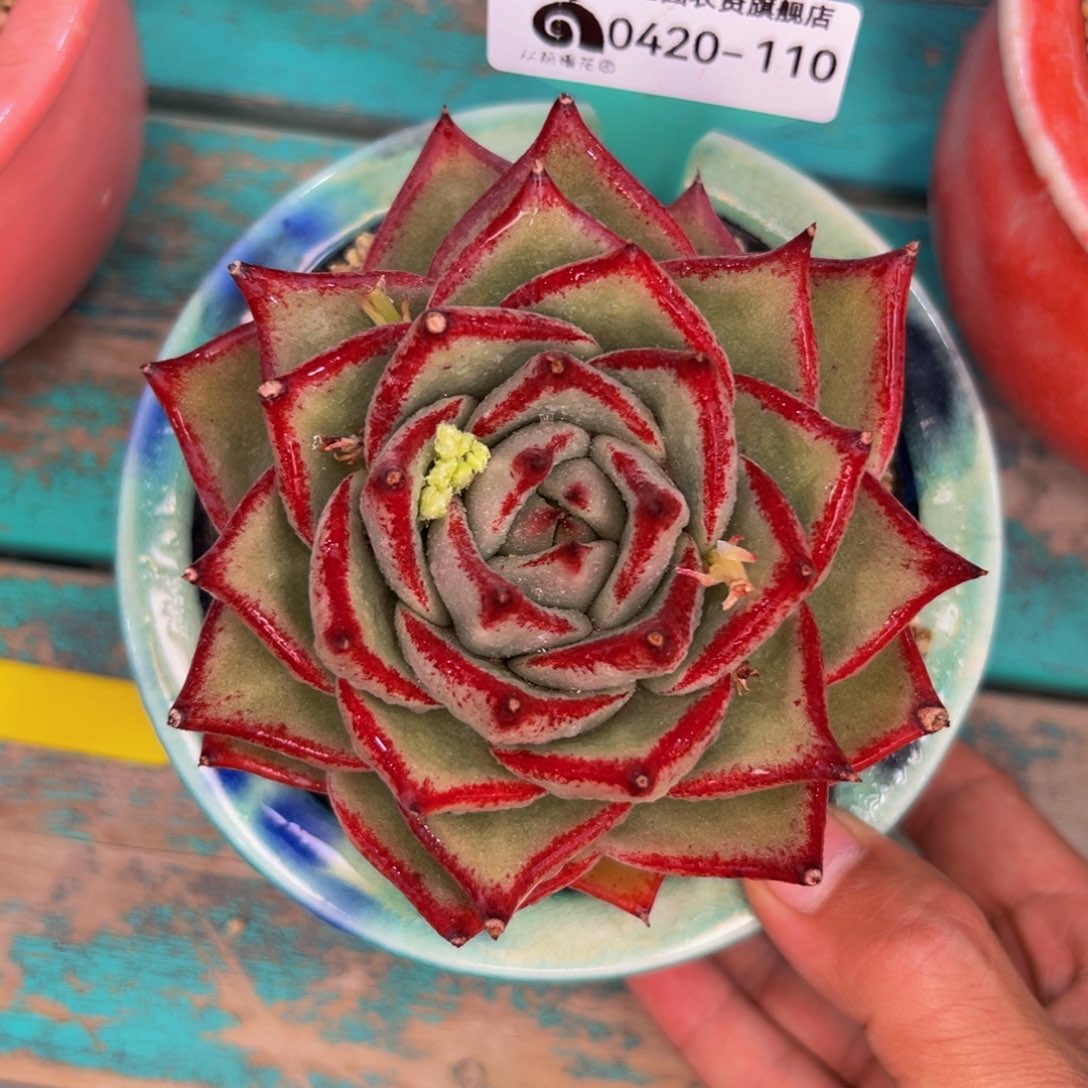 多肉一物一拍0420-110