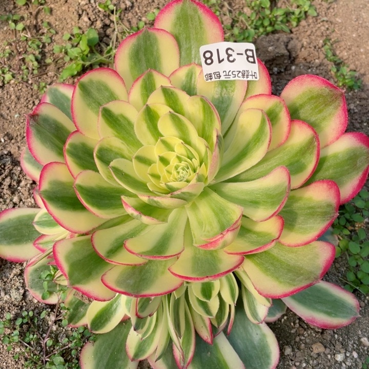 318玉资多肉12345678