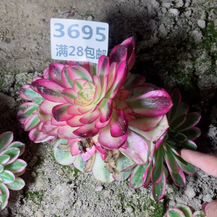 3695二号棚倾城多肉植物L