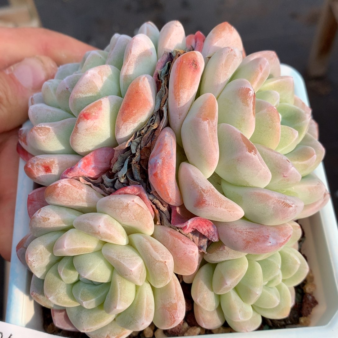 0131-43 冰玉老桩