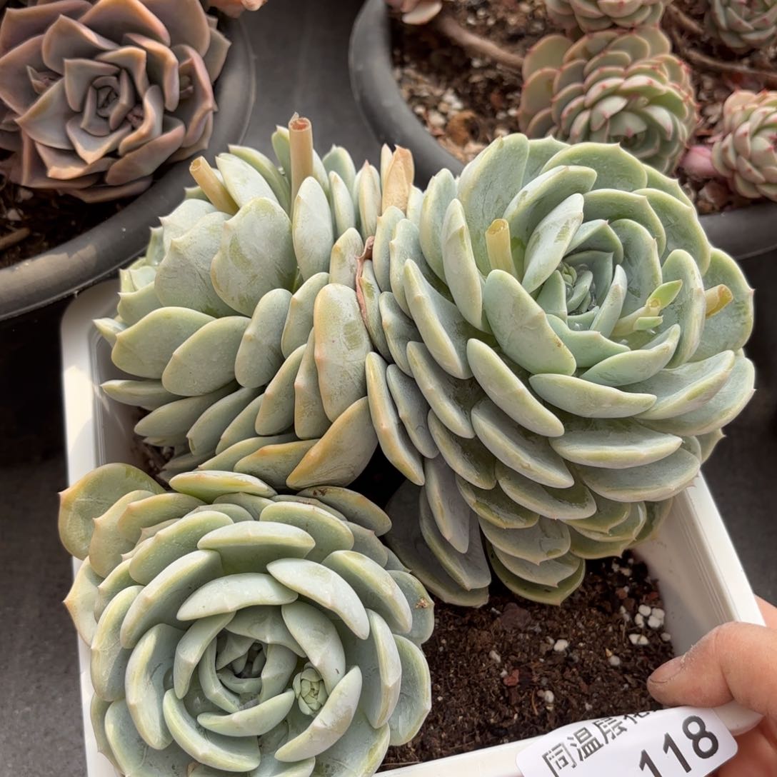 同温层多肉劳林118