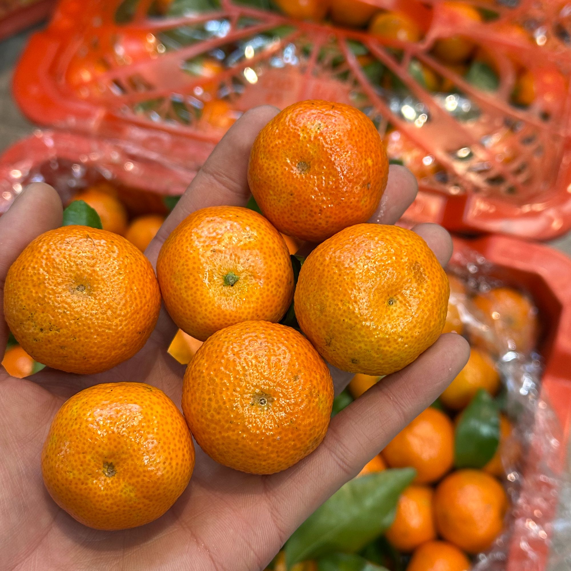 广西桂林沙糖桔小时达广西壮族自治区