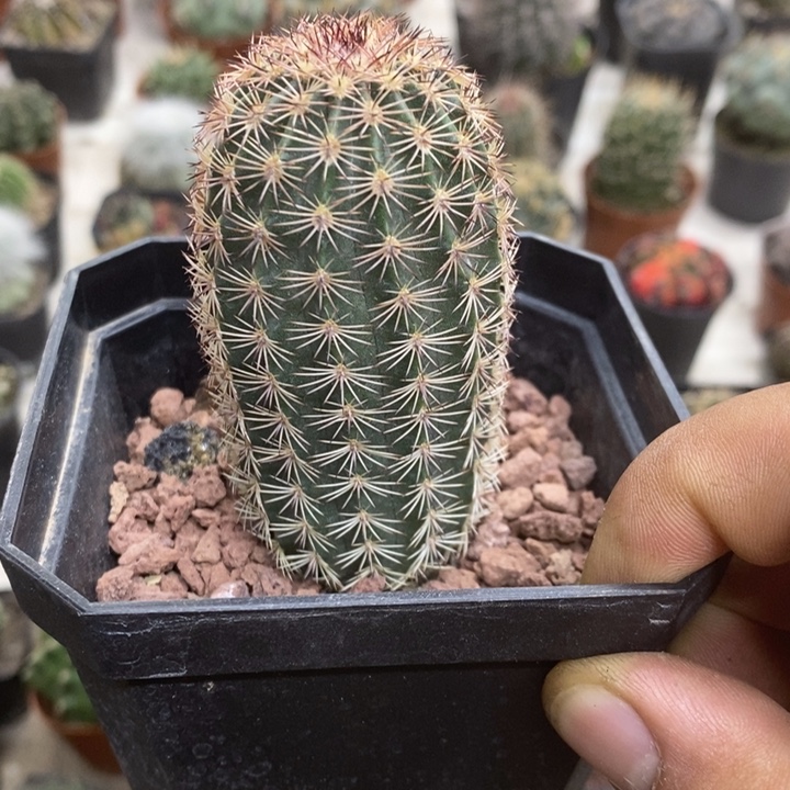 实生御其虾特价福利