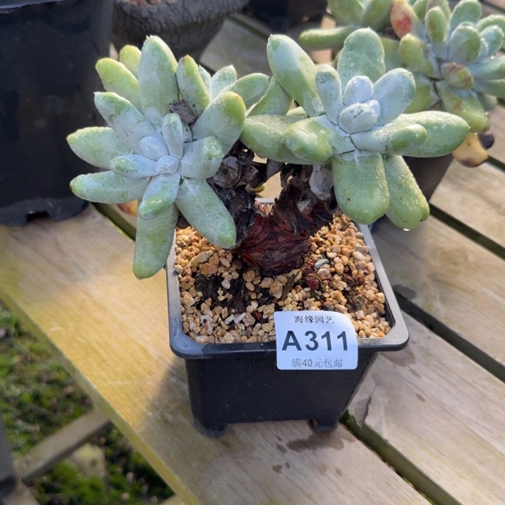 拇指仙女杯多肉植物