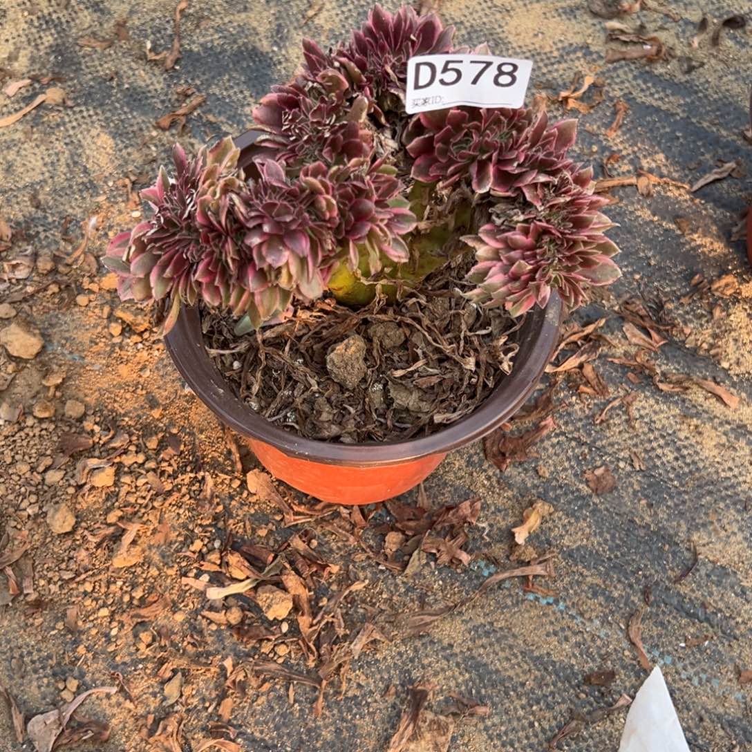 578粉女巫缀化多肉植物法师