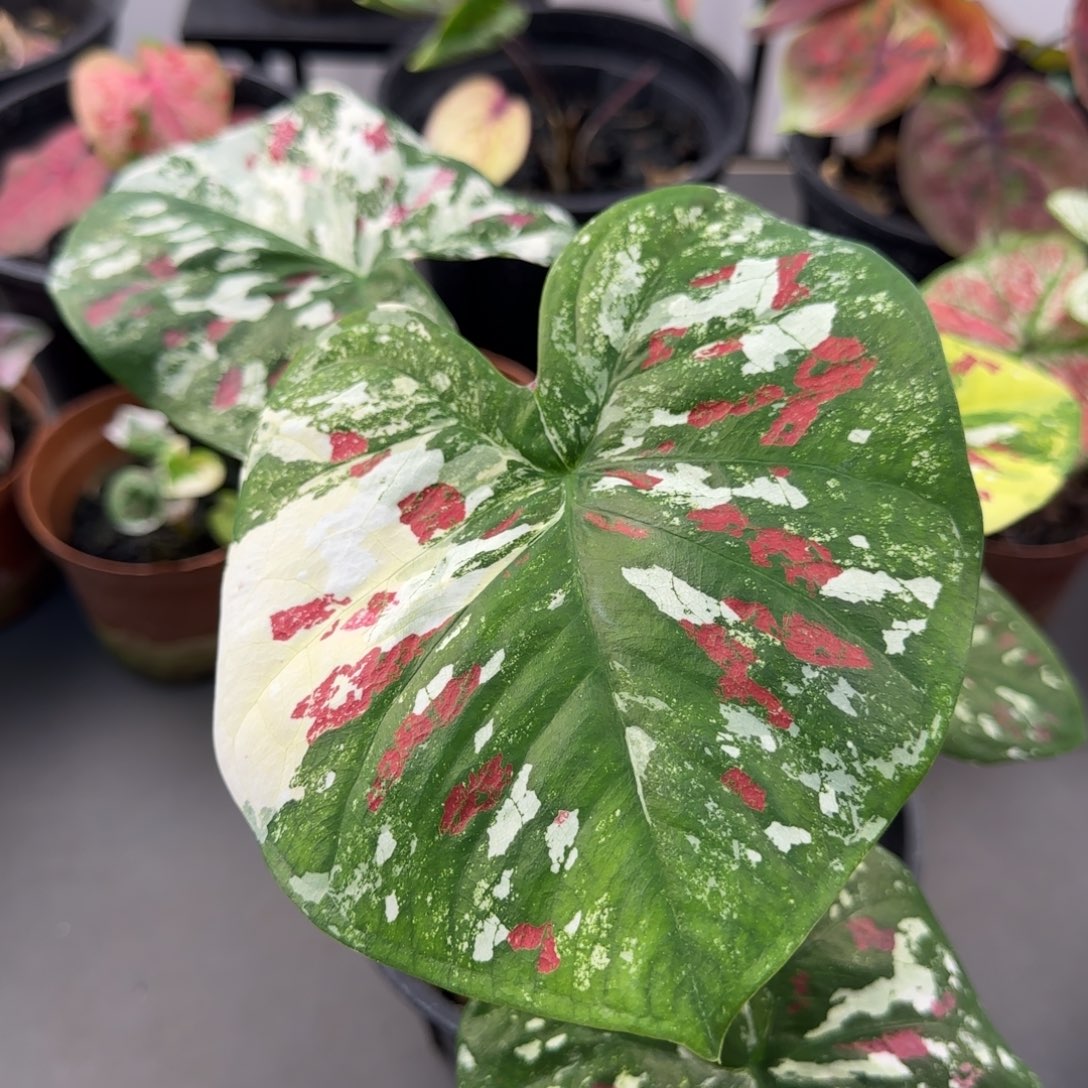 13-1027广东发货彩叶芋