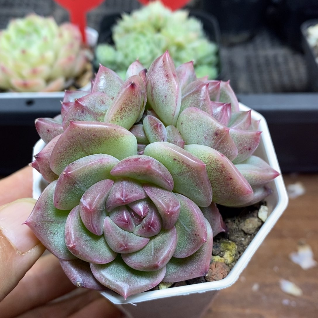 精品多肉一物一拍不包整71