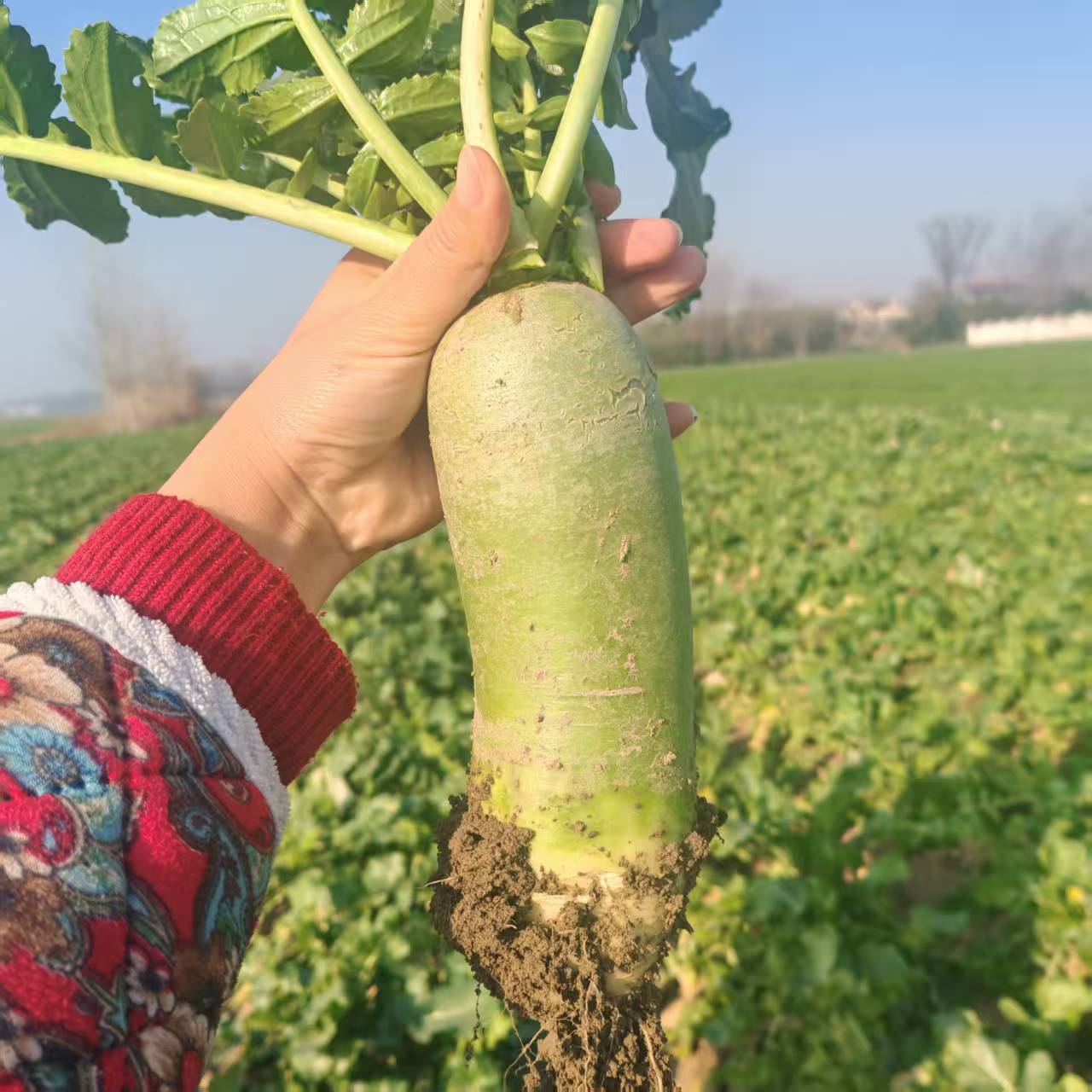 新鲜水果萝卜青萝卜应季生鲜蔬菜新鲜清脆