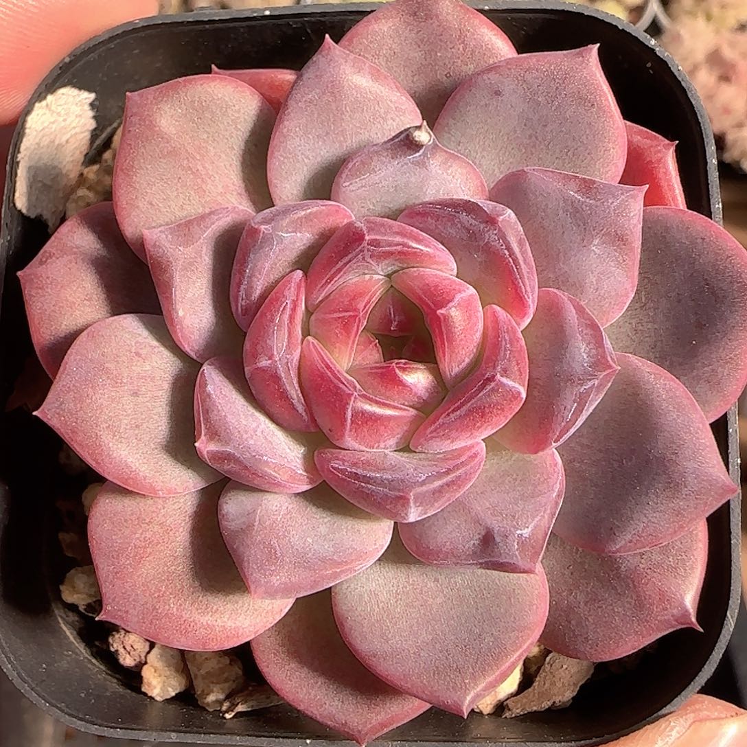 多肉1125-225琥珀天使珍妮