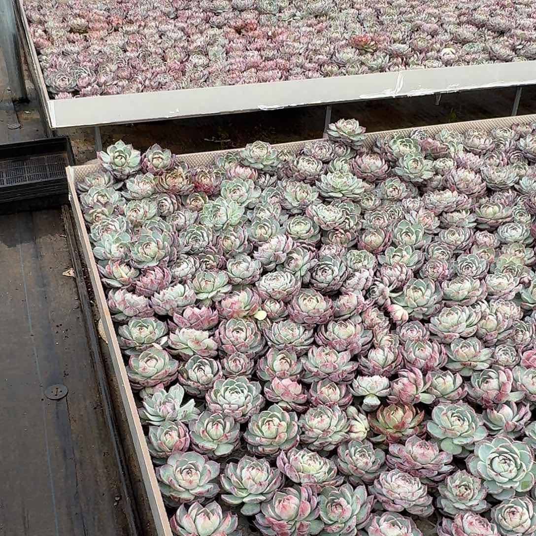 不能容忍他说你在玩的太