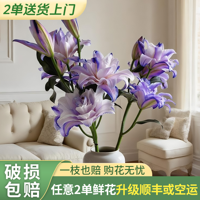 【源头优选】紫雾幻影百合 任意2单升级快递 发货后不支持退款