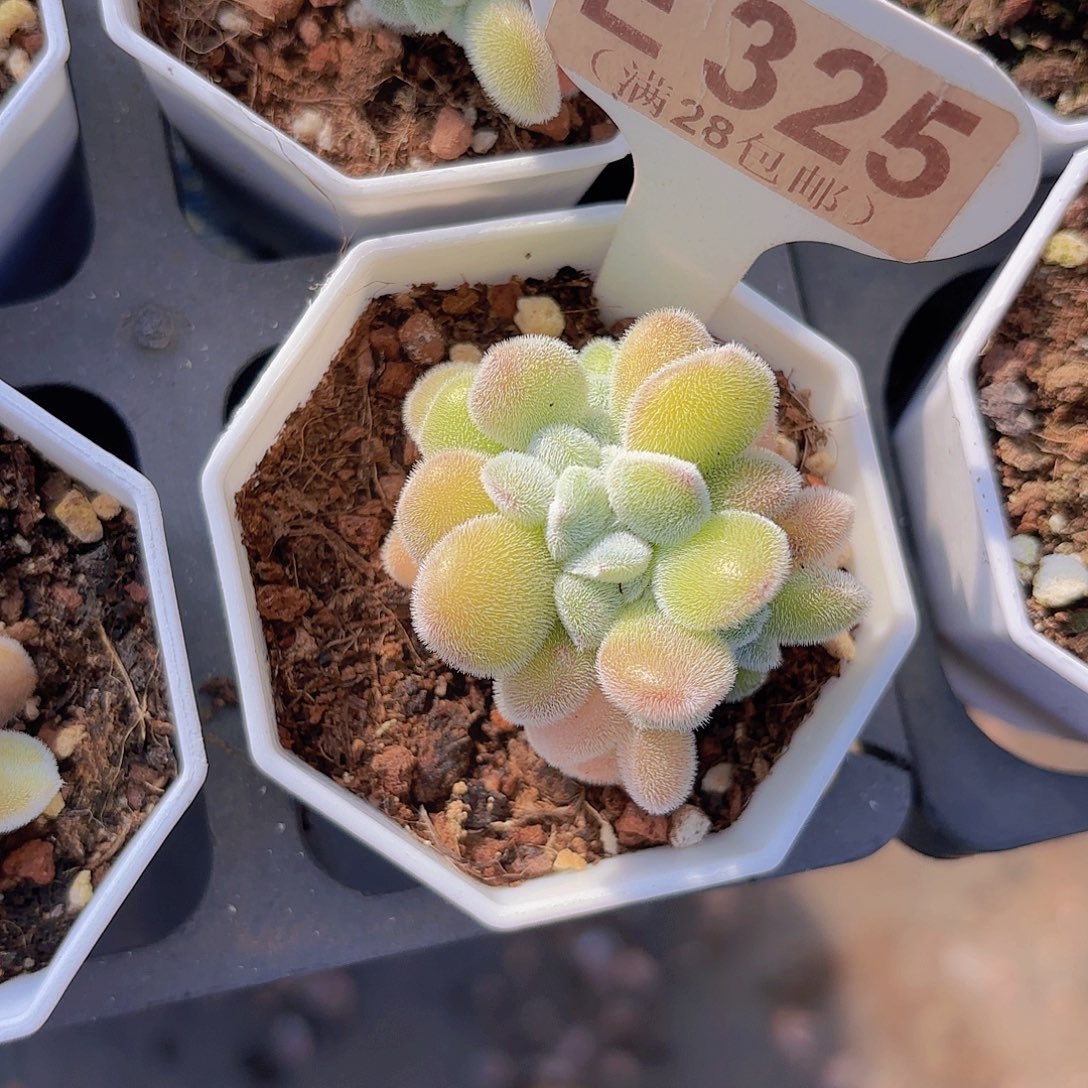 E325雪晃星一物一拍