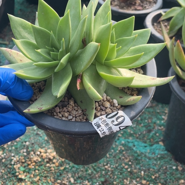 94号坎戴双头多肉植物