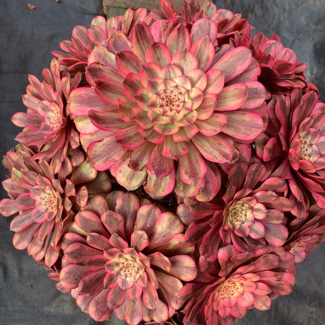 粉体美姬福利，多肉植物