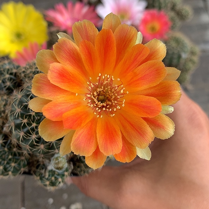 147 侧芽自根丽花6厘米盆