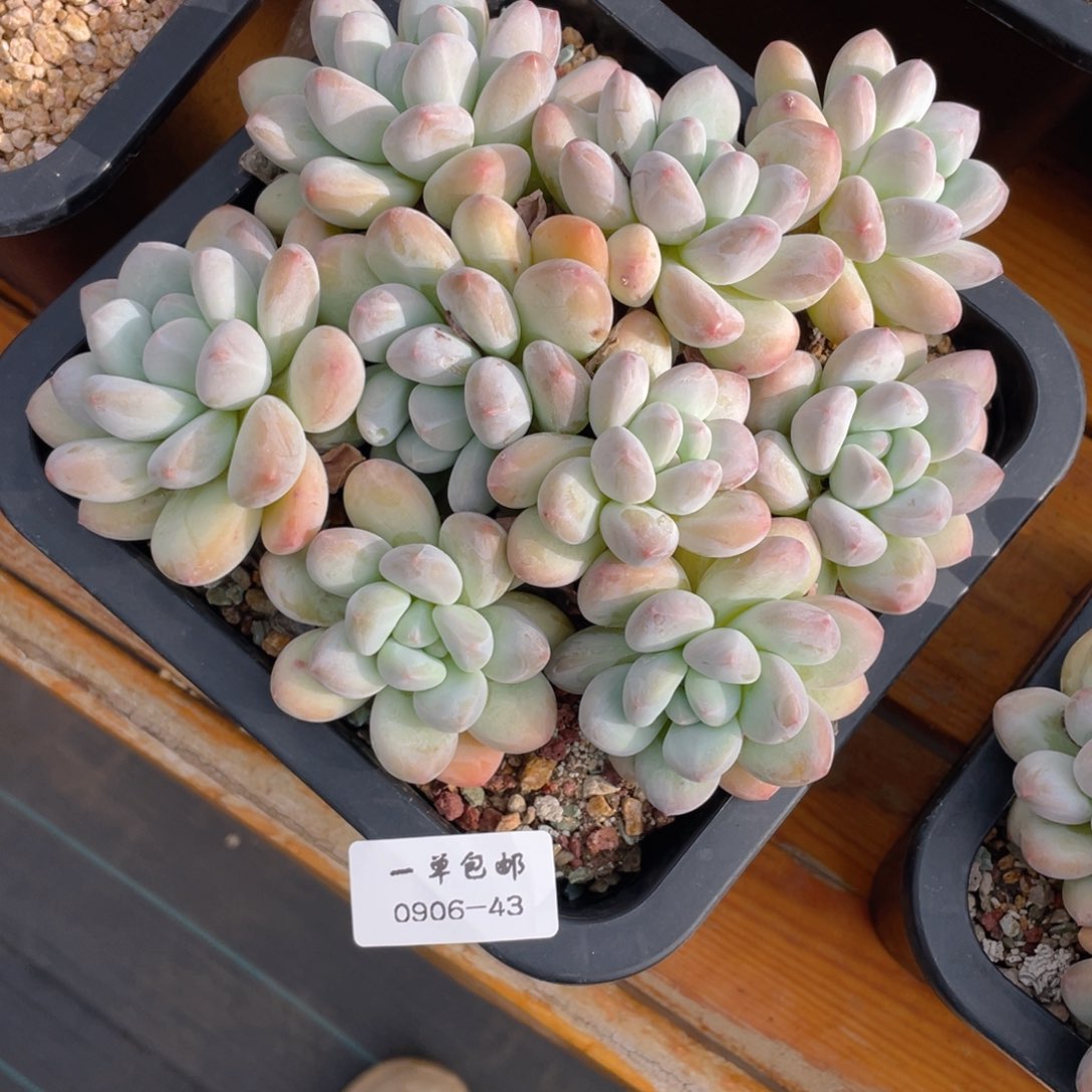 小*0906-43-香水，，，，