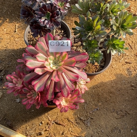 老*921三颗法师老桩断枝不包