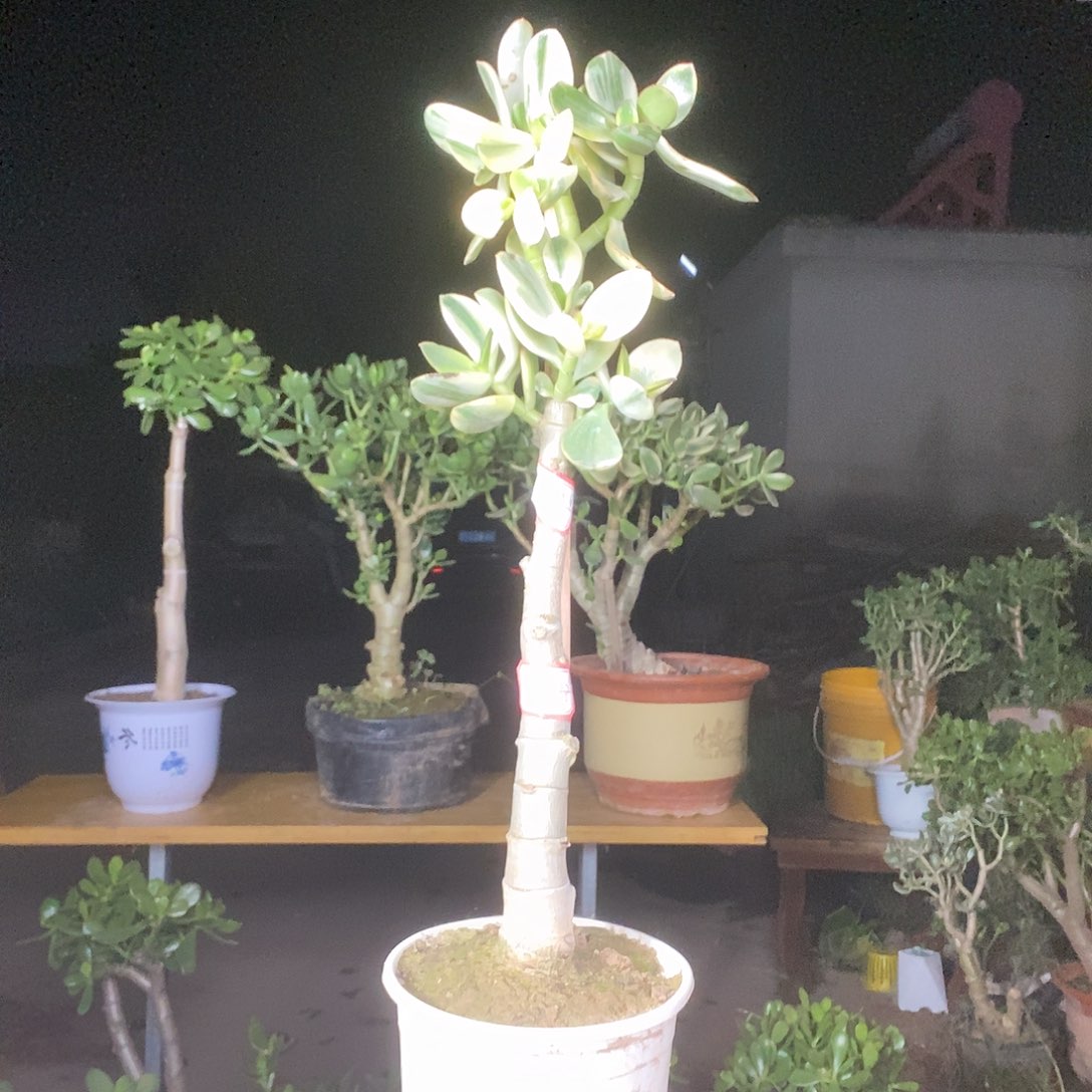 用****5新花月锦一物一拍
