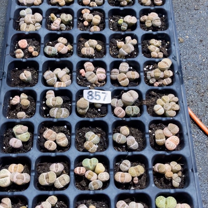 857脱土生石花一物一图如图