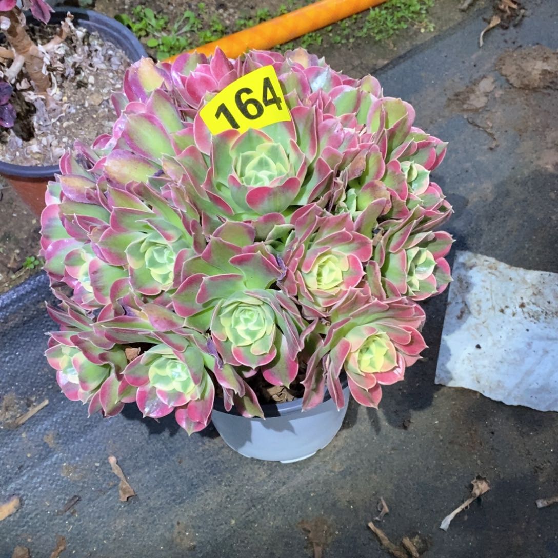 白凤多肉植物164