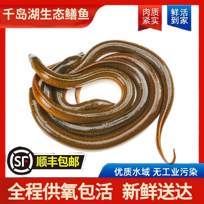 【活鱼-野鳝鱼】千岛湖生态黄鳝海鲜水产营养鳝鱼1-3斤装现捕捞活鱼包活顺丰/京东发货炸鱼