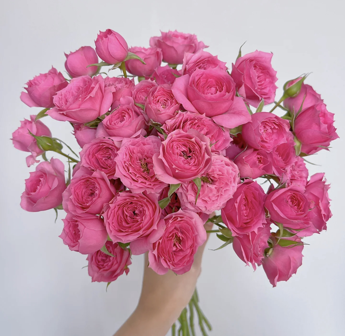 （蔓蔓）苏菲宝贝多头玫瑰8支+2支防损 1单包邮