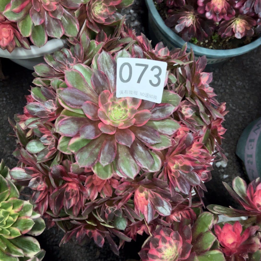 小****我是真的很喜欢这个