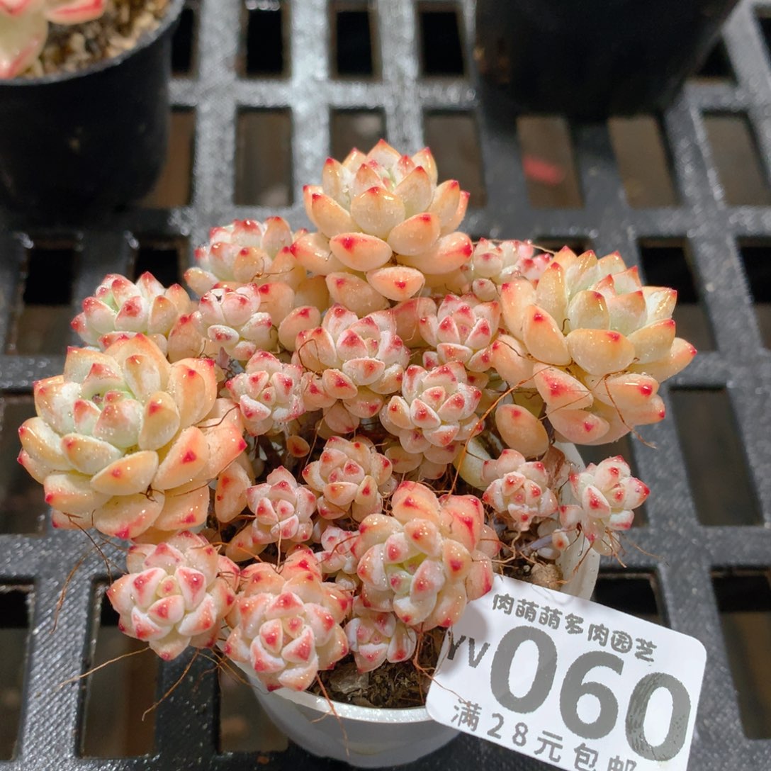 肉萌萌拇指盆精控多肉YV060