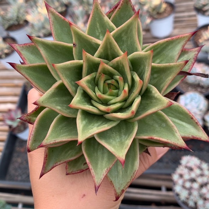 无花朵星星锦锦22