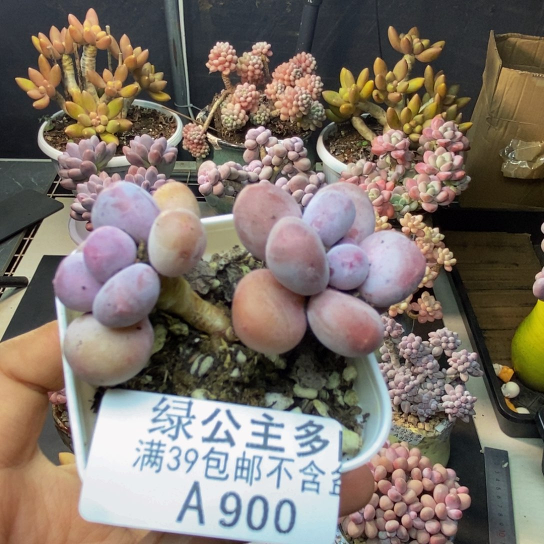 900糖豆奶多肉5c m