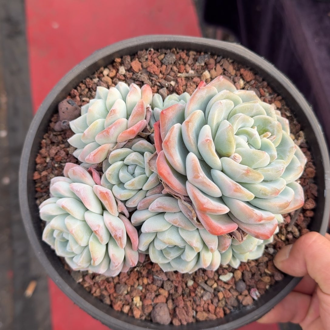 17厘米的尺寸一物一拍的