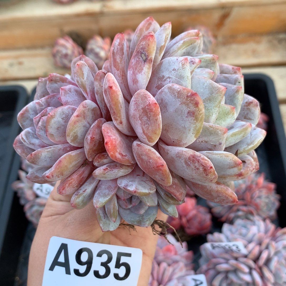 A935 橙梦露 粗腿老桩清仓