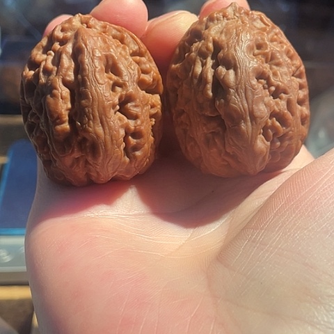 咋***了把件文玩核桃秋子大粗筋41