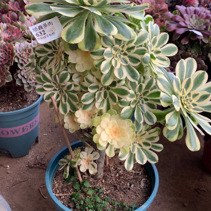 632保时捷多肉植物特价