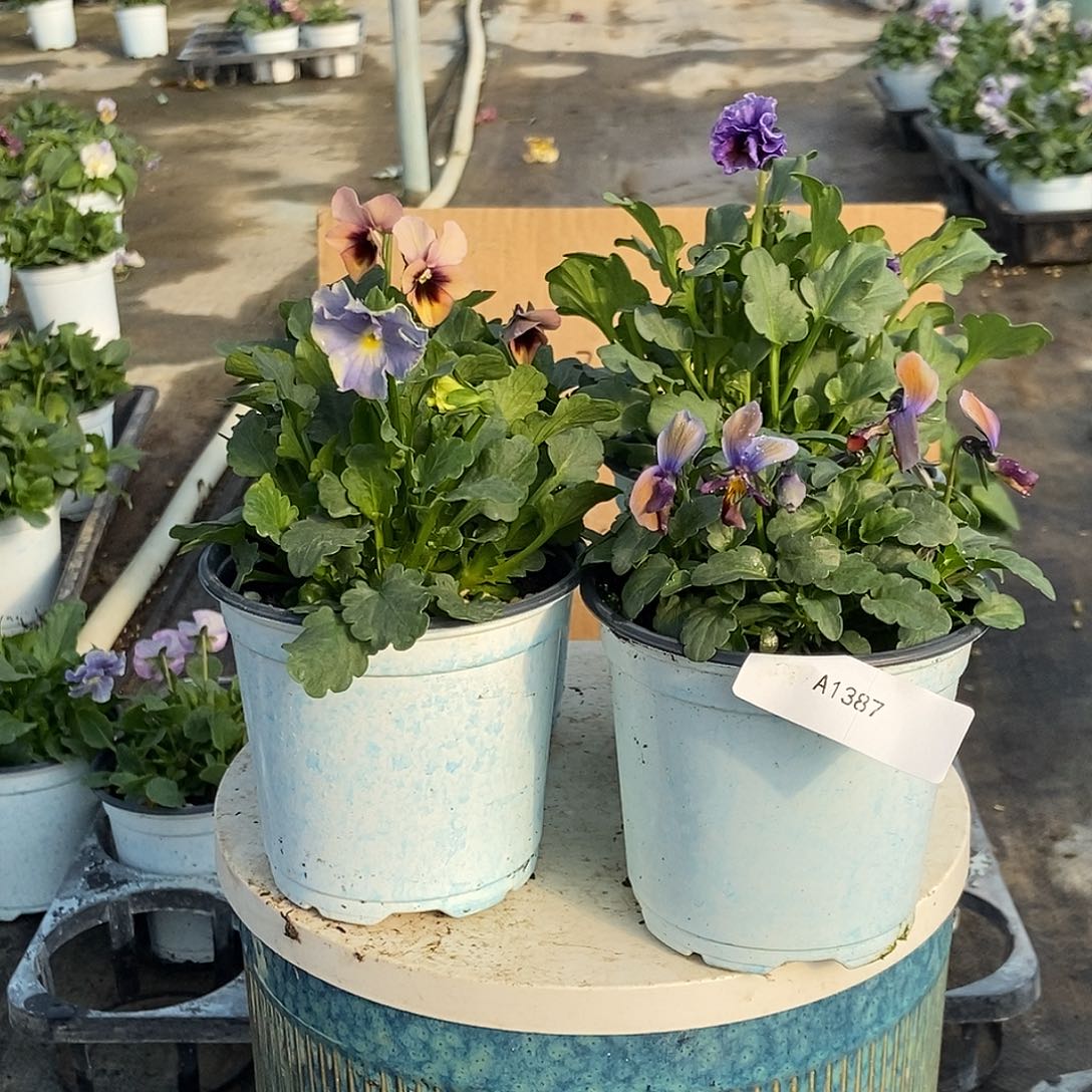 大部分花苞少量开放1387