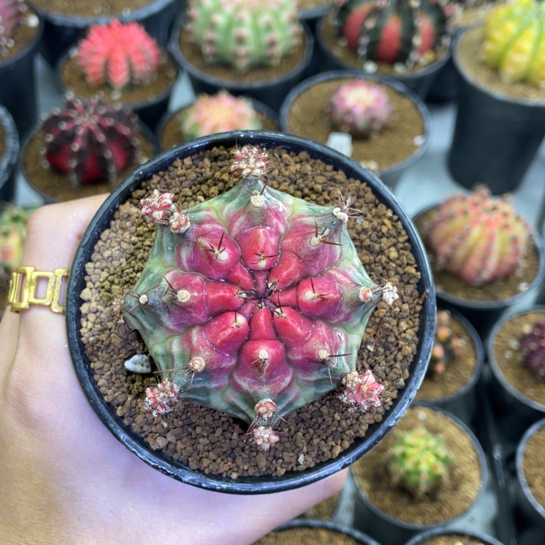 粉红樱桃0000000006