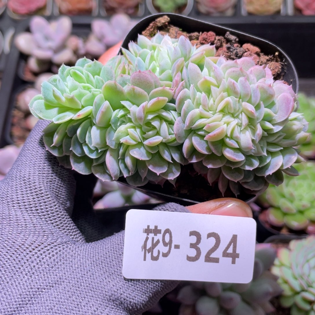 花利美9-324新品缀化