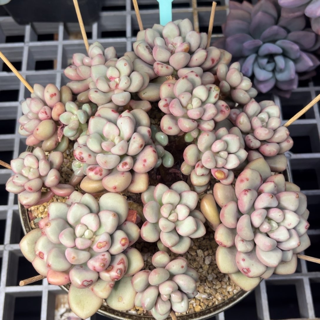 先锋派多肉小群生