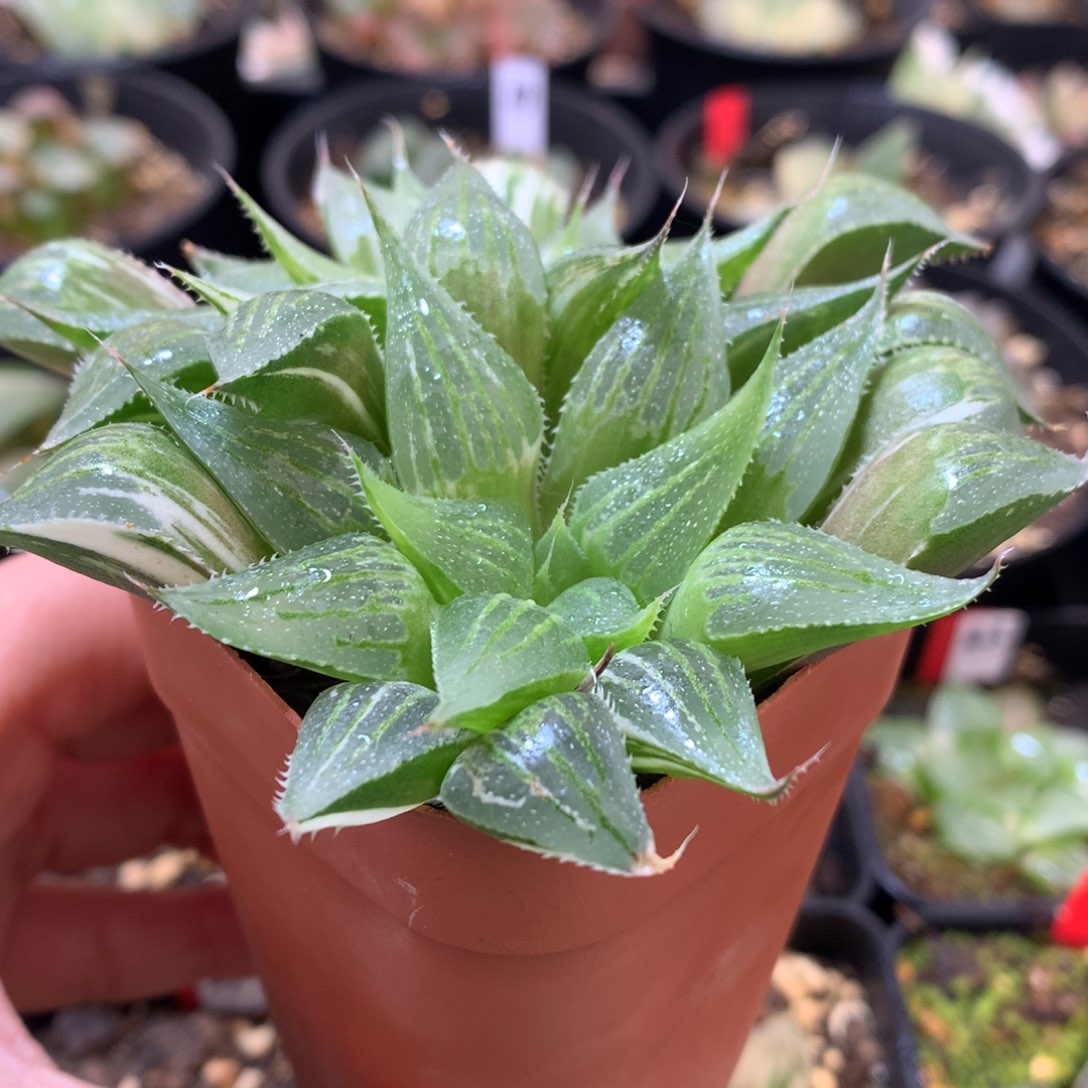 木*习小白鲨，带盆发货