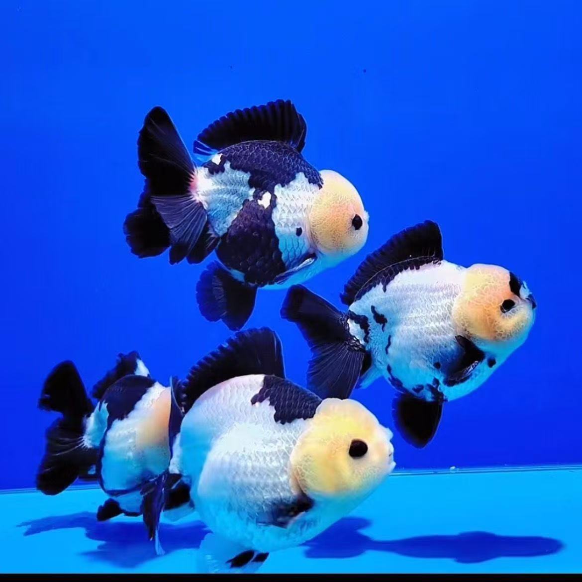 纯种元宝玉兔熊水族活体狮子头传统家庭观赏泰狮冷水鱼观赏鱼