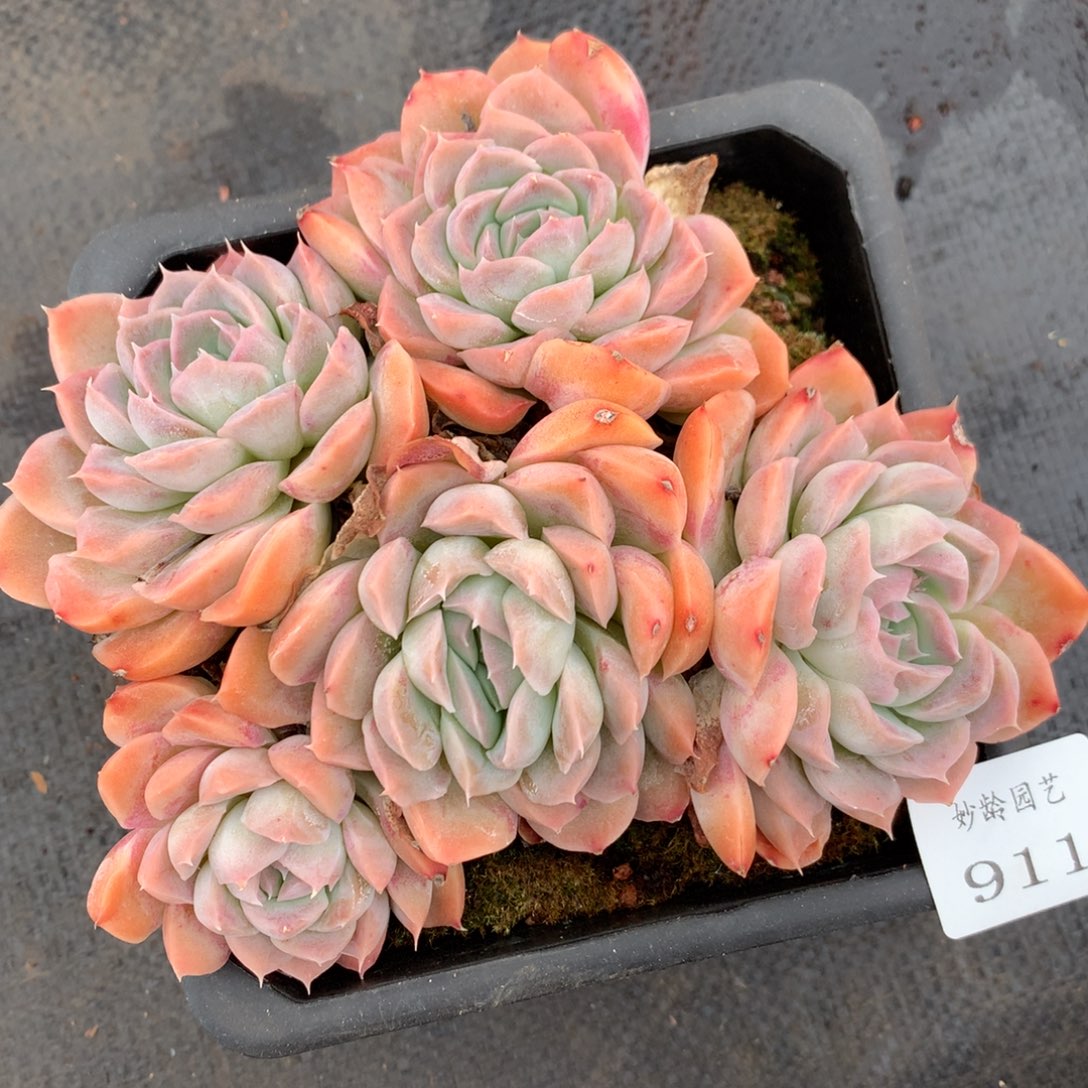 911杂交多肉16厘米