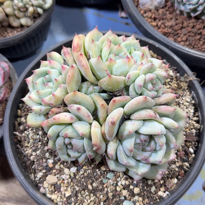 白拉糖，一物一拍，看好下单