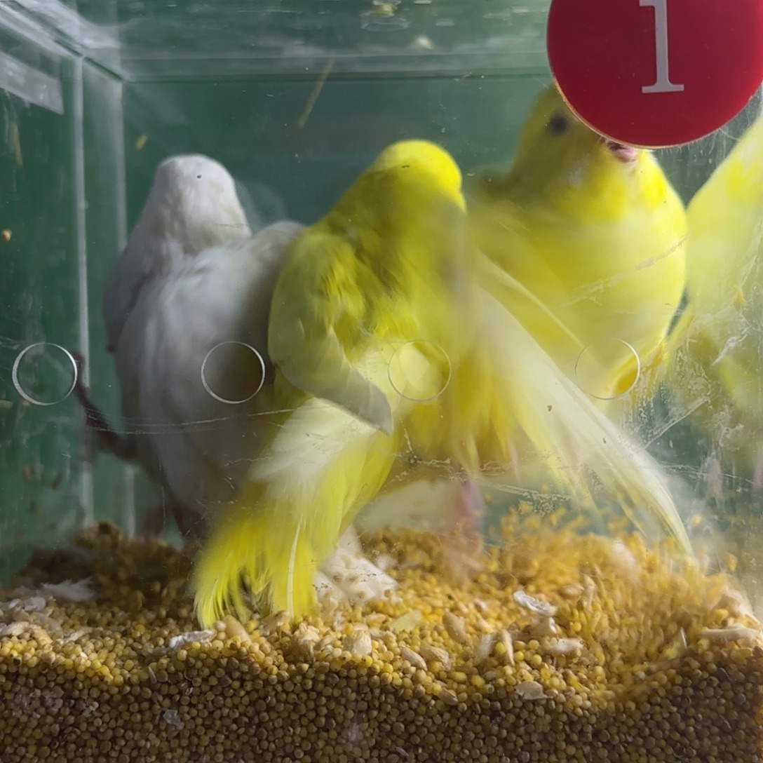 浪***虎皮鹦鹉大头鹦鹉