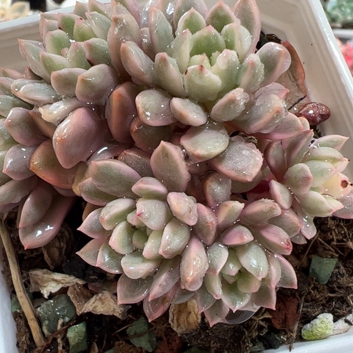 红宝石白金多肉植物595