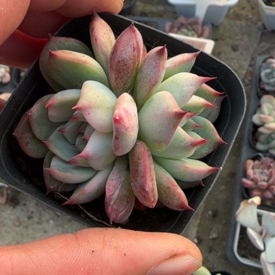 37吉娃娃锦多肉植物多