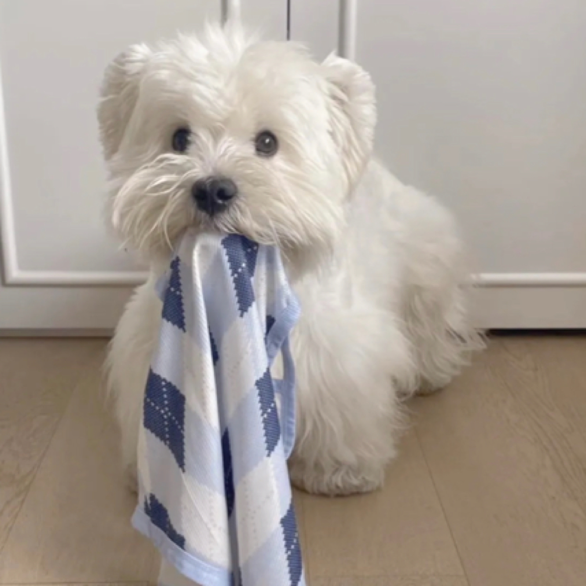 西高地白梗犬熊版软爆毛