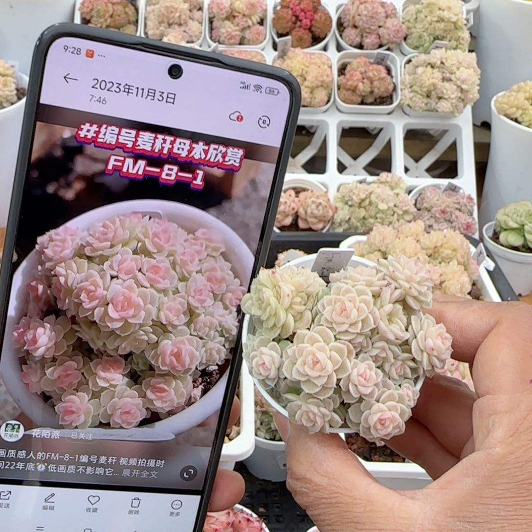 刘*傅【闪购商品】0207-11（fm-8-1）