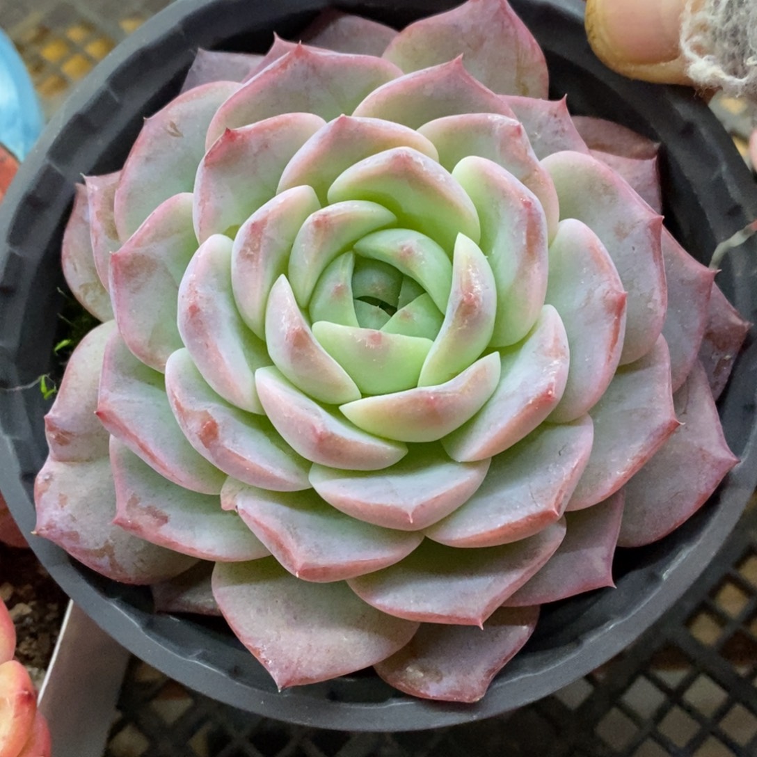 精品多肉一物一拍不包整383