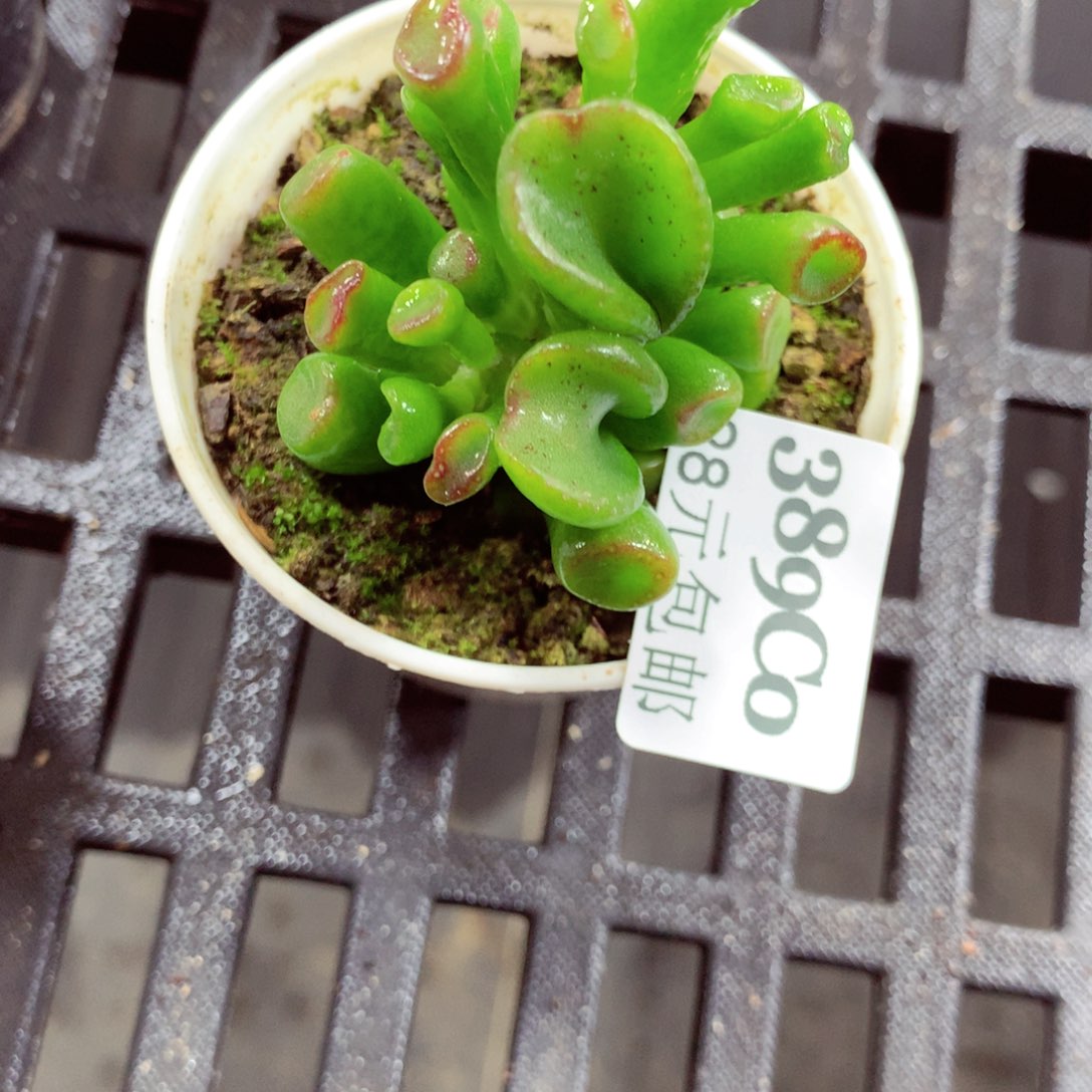 5厘米盆精控多肉389