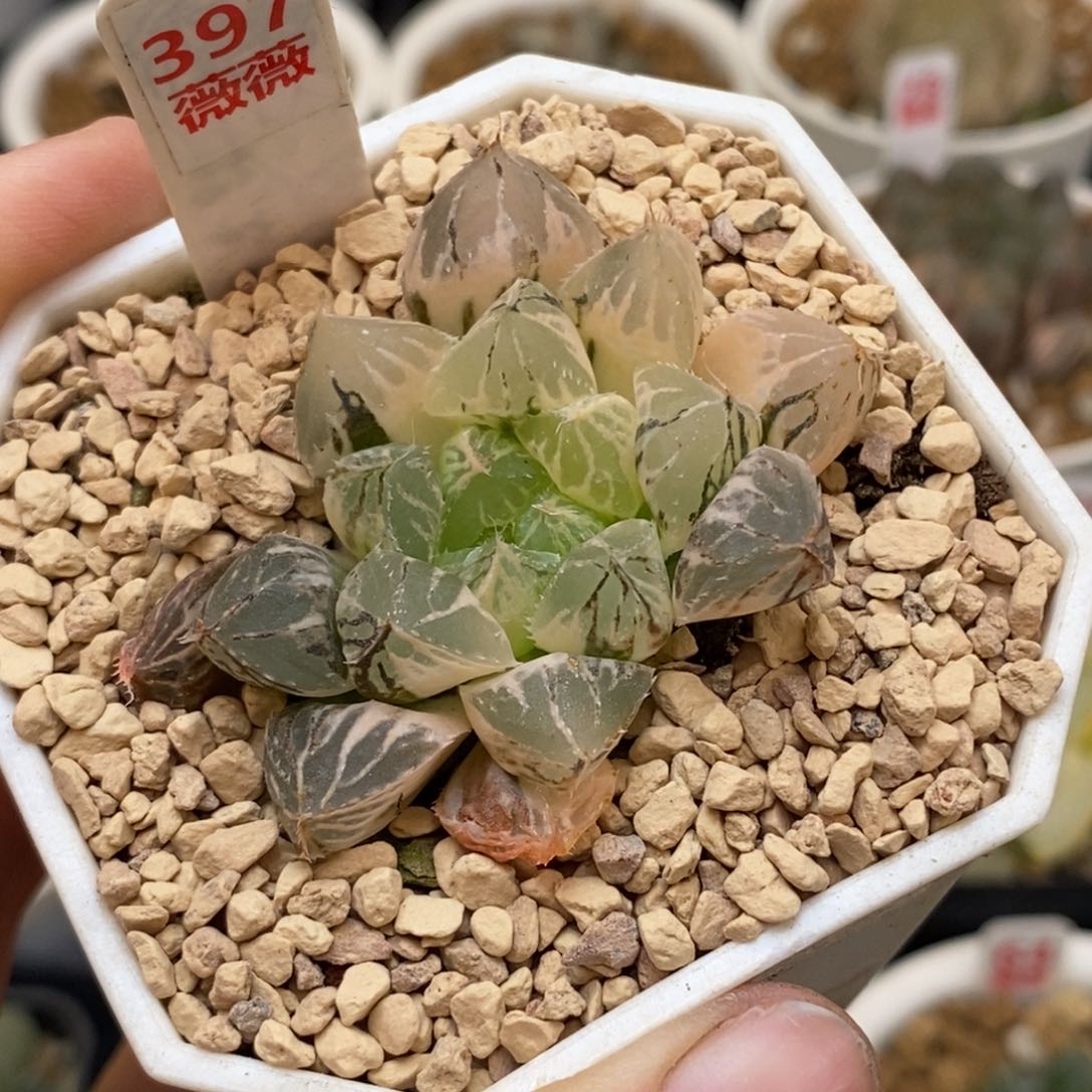 397楼兰玉露多肉植物